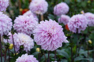 Gift: Dahlia Tuber - Espacio
