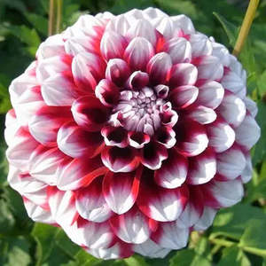 Gift: Dahlia Tuber - Checkers