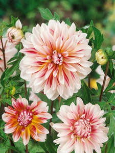 Dahlia Tuber - Caribbean Fantasy
