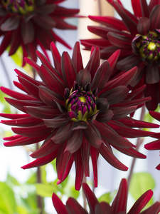 Dahlia Tuber - Chat Noir