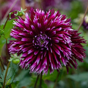 Dahlia Tuber - Alauna Clair Obscure