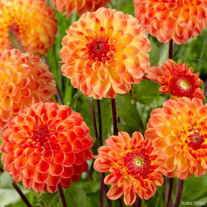 Gift: Dahlia Tuber - Jowey Chantal