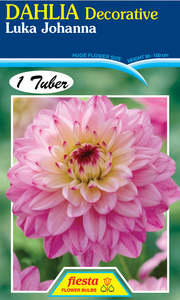 Gift: Dahlia Tuber - Luka Johanna
