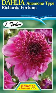 Gift: Dahlia Tuber - Richards Fortune