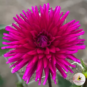 Dahlia Tuber - Purple Gem