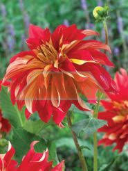 Gifts Under 20: Dahlia Tuber - Nick Sr