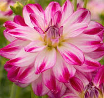 Dahlia Tuber - Saint Martin