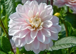 Dahlia Tuber - Sliver Years