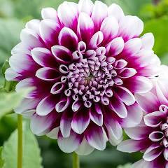 Dahlia Tuber - Edinburgh