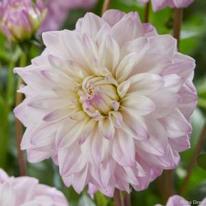 Dahlia Tuber - Who Me