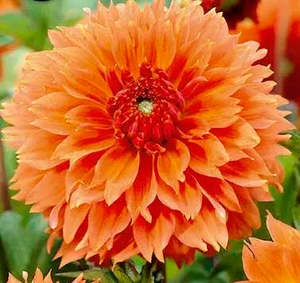 Earth And Blooms: Dahlia Tuber - Orange Fubuki