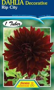 Dahlia Tuber - Rip City