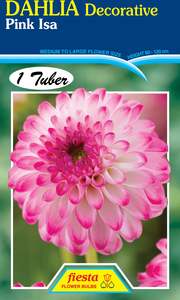 Dahlia Tuber - Pink Isa