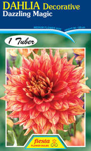 Earth And Blooms: Dahlia Tuber - Dazzling Magic