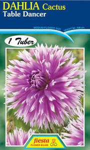 Dahlia Tuber - Table Dancer
