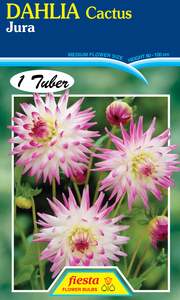 Earth And Blooms: Dahlia Tuber - Jura