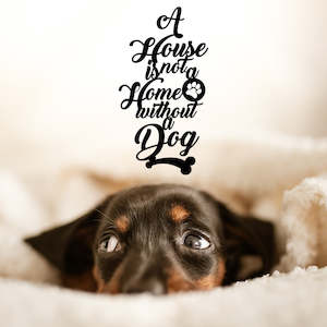 Animals And Insects: a house is not a home without a dog