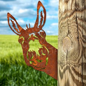 Animals And Insects: peek a boo donkey