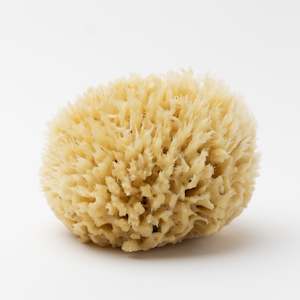 Well Kept: Sea Wool Sponge