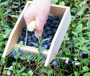 Gardening: Beechwood Berry Picker
