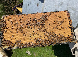 Products: Beehive Nucleus 4 Frame - Lion Apiaries