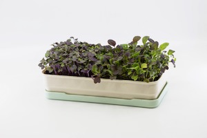 Micropod Microgreen Starter Kit - Seafoam