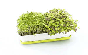 Micropod Microgreen Starter Kit - Grass