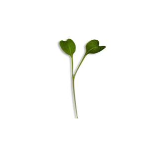 Gifts: Micropod Seedmat Refill Pack of 6 - Rocket