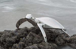 Products: Turtle (Mr Bling) – Darren Wise Stainless Sculptor www.darrenwise.co.nz