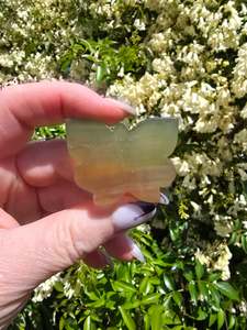 Animals: Rainbow Fluorite Butterfly A