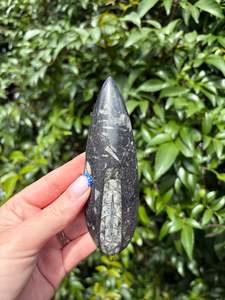 Other: Orthocereas Blade G