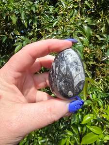 Orthoceras Fossil Egg