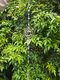 Lapis Lazuli & Black Obsidian | Xlarge Point Sun Catcher