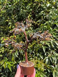 Tigers Eye Crystal Tree Large
