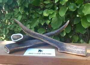 Deer Antler