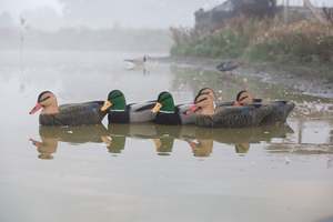 Gamebird Hunting: Game On 20" Magnum Mallard Decoy Family Fully Flocked