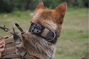 Collars Leads: Heavy Duty Dog Collar XL, L