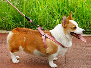 Pet Harness And Leash: Dog Harness and leash Set Pet Harness Puppy Traction Rope