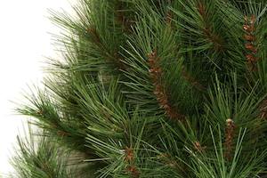 Christmas Tree - Artificial - NZ Pure Pine 9ft / 2.75m * Shop Floor Display Item *