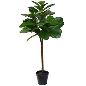 Fiddle Leaf Tree - Artificial - 120cm ✰✰✰ SPECIAL ✰✰✰