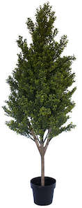 Buxus Topiary - 150cm  ✰✰✰ SHOWROOM SPECIAL ✰✰✰