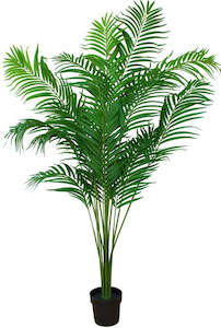 Trees And Topiaries: Tree - Pearl Palm - 170/210cm ✰✰✰ SHOWROOM SPECIAL ✰✰✰