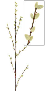 Pussy Willow stem - 130cm - Box Lot Deal (5)