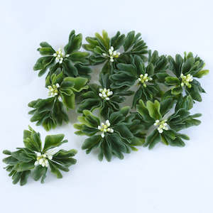 Aquarium Water Plant - Campanula