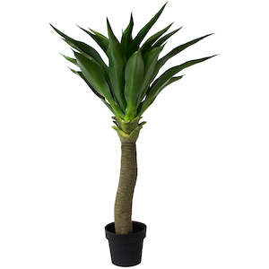 View 2: Yucca Agave Plant ✰✰✰ SHOWROOM SPECIAL  ✰✰✰