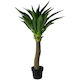 Yucca Agave Plant ✰✰✰ SHOWROOM SPECIAL  ✰✰✰