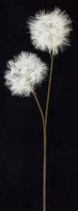 Products: Dandelion Flower - Artificial