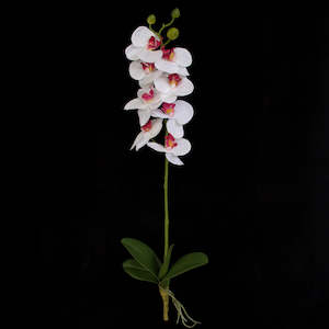 Featured Specials: Orchid with leaves - White Pink - 60cm ✰✰✰ HALF PRICE SPECIAL ✰✰✰