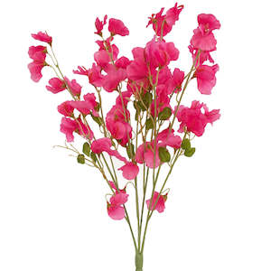 Flower Colour Pink Apricot: Sweet Pea Flowers - Pink Siouxsie - Box Lot Deal (6)