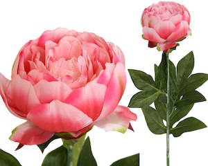 Flower Colour Pink Apricot: Peony Rose Petticoat - Pink